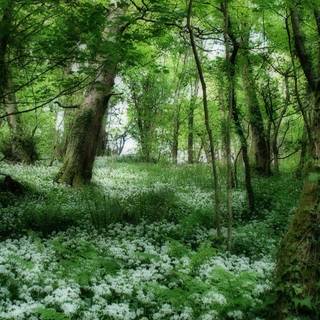 Spring flowers in forest wallpaper