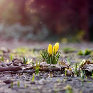 Spring flowers in forest wallpaper