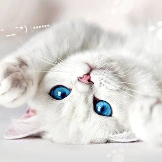 Kawaii white cat wallpaper
