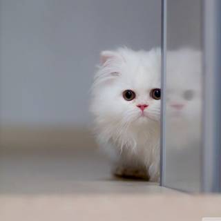 Kawaii white cat wallpaper