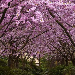 Spring phone wallpaper