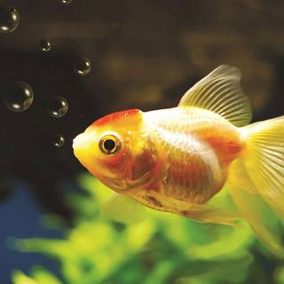 Fishes computer wallpaper