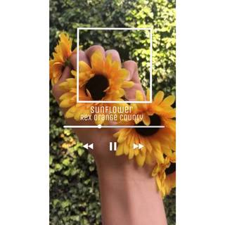 Sunflower aesthetic wallpaper