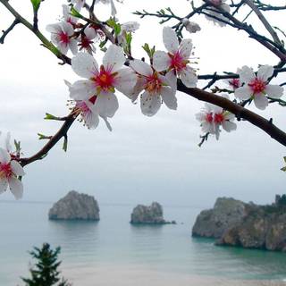 Spring 1080 wallpaper