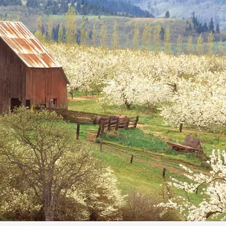 Spring fields HD wallpaper