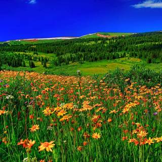 Spring meadows wallpaper