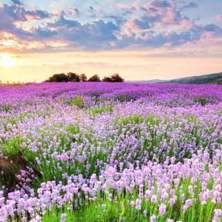 Spring peace wallpaper