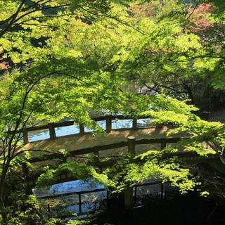 Spring zen garden wallpaper