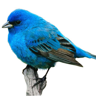 Bluebirds computer wallpaper
