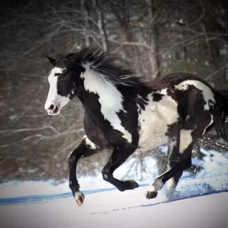 Thunder horses wallpaper