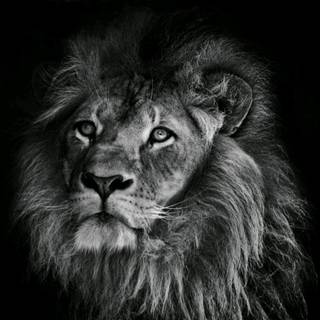 Amoled lion wallpaper