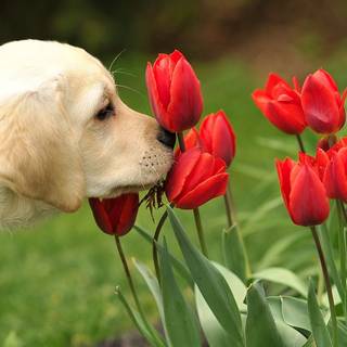 Spring puppie wallpaper