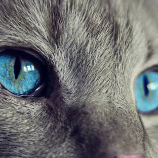 Blue eyed cats wallpaper