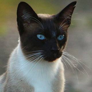 Blue eyed cats wallpaper