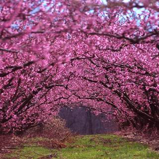 Spring 1920 wallpaper