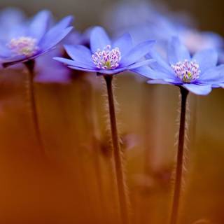 Spring 1920 wallpaper