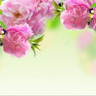 Spring flowers 1366x768 wallpaper