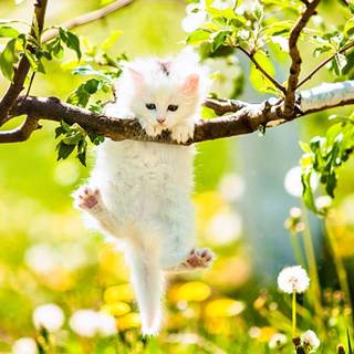 Kitty spring wallpaper