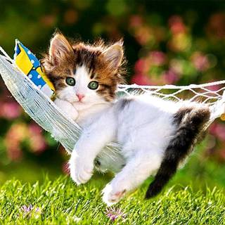 Kitty spring wallpaper