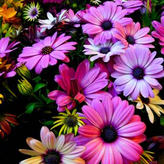 Spring flowers wide wallpaper