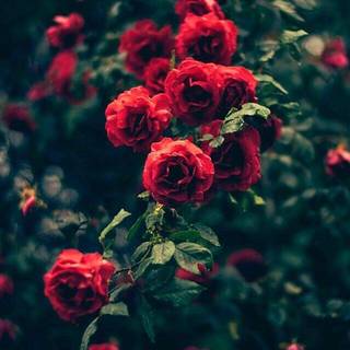 Dope tumblr pictures wallpaper