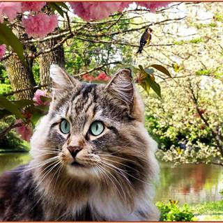 Cats spring wallpaper