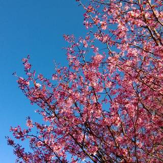 HD wallpaper for Android mobile full screen