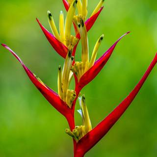 HD wallpaper for Android mobile full screen