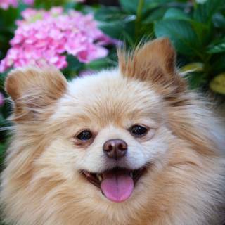 Pomeraniem Poodle wallpaper