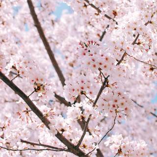 Spring trees in bloom wallpaper