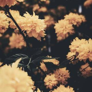 iPhone 11 spring wallpaper