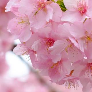 iPhone 11 spring wallpaper