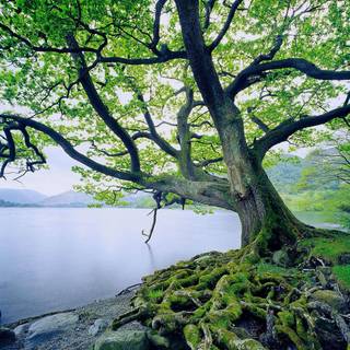 High Definition desktop wallpaper