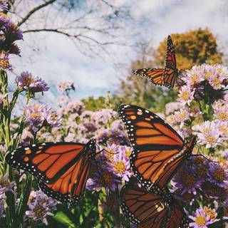 Monarch butterfly aesthetic wallpaper