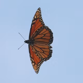 Monarch butterfly aesthetic wallpaper