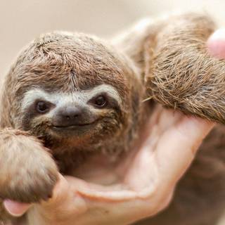 Cuddling sloth wallpaper