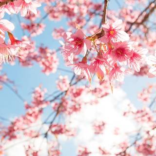 Sakura iPhone wallpaper