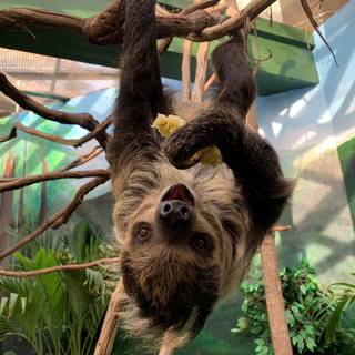 Cuddling sloth wallpaper