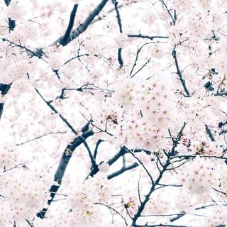Sakura iPhone wallpaper