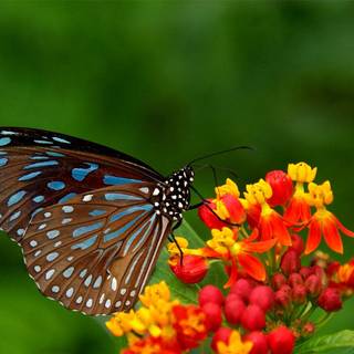 Desktop Butterfly wallpaper