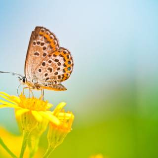 Desktop Butterfly wallpaper