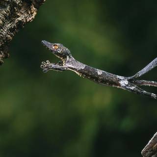 Leaf tailed gecko wallpaper