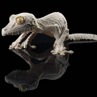 Leaf tailed gecko wallpaper