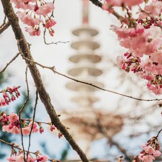 iPhone X spring wallpaper