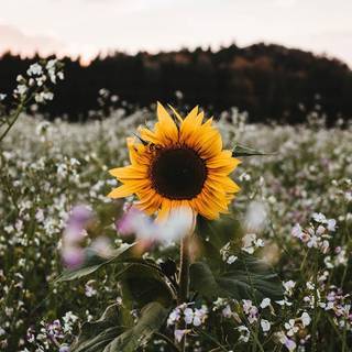 iPhone X spring wallpaper