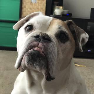 Victorian Bulldogs wallpaper