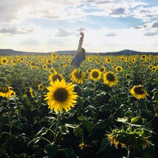 Aesthetic sunflower field wallpaper