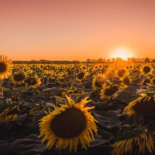 Aesthetic sunflower field wallpaper