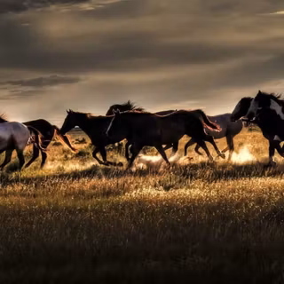 Desktop running horse wallpaper