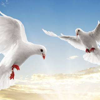 Desktop dove wallpaper